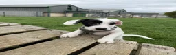 Mixed Breed dogs for sale: Miniature Poodle X French Bulldog Puppies - Advert 13