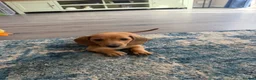 Miniature Dachshund dogs for sale: Beautiful Miniature Dachshund Puppies  - Advert 3