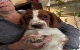 Welsh Springer Spaniel dogs for sale: Beautiful Welshie pups - Image 4