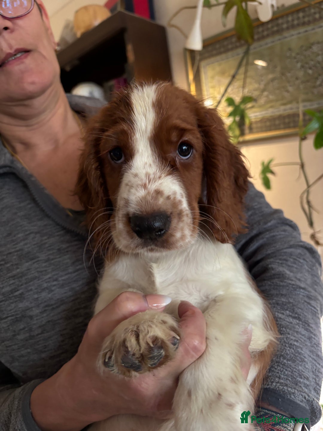 Welsh Springer Spaniel dogs for sale: Beautiful Welshie pups - Image 4
