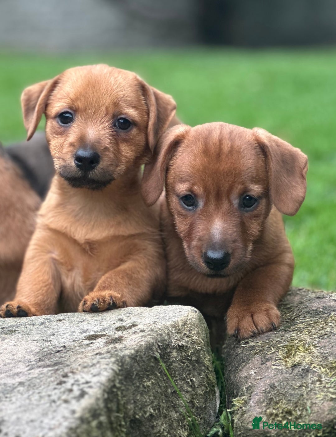 Mixed Breed dogs for sale: Stunning Daxi x Norfolk terrier  - Image 9