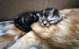 Mixed Breed cats for sale: Female mixed breed kitten (Black and Grey) in Birmingham - Image 8