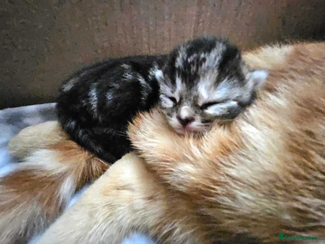 Mixed Breed cats for sale: Female mixed breed kitten (Black and Grey) in Birmingham - Image 8