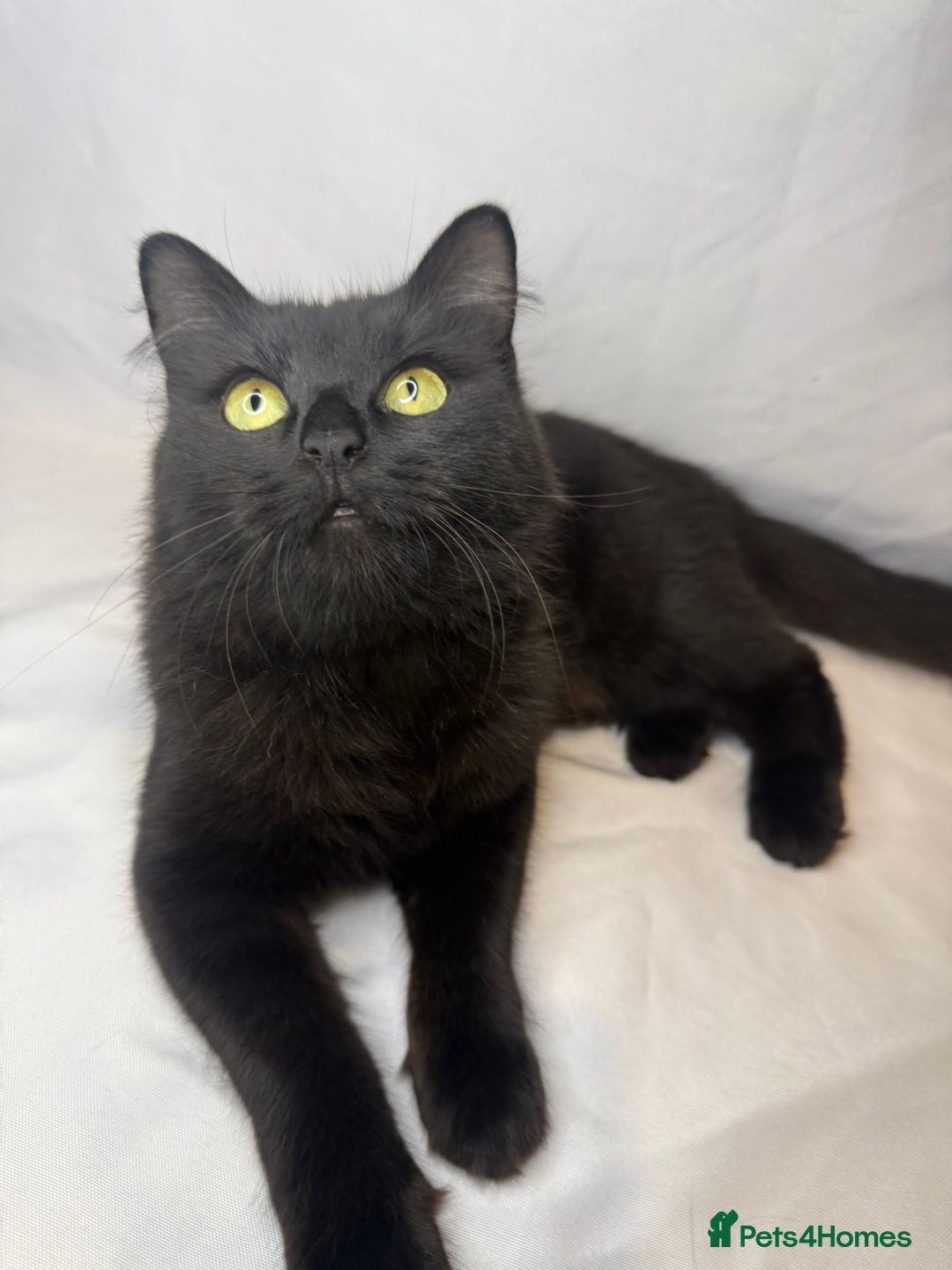 Mixed Breed cats for adoption: Bingo the rescue cat needs her own home - Advert 6