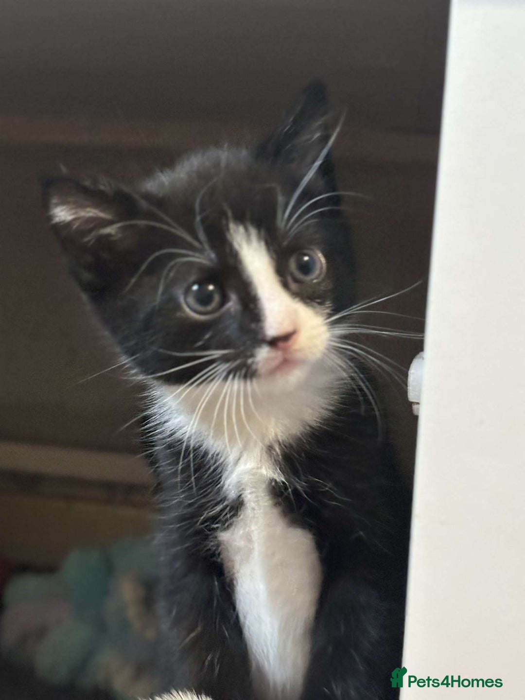 Domestic Shorthair cats for sale: 2 Girl and 1 Boy Available  - Image 7