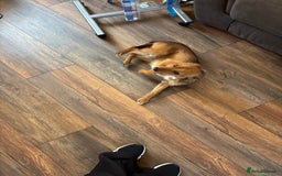 Mixed Breed dogs for sale: Mixed breed jack russel - Image 3