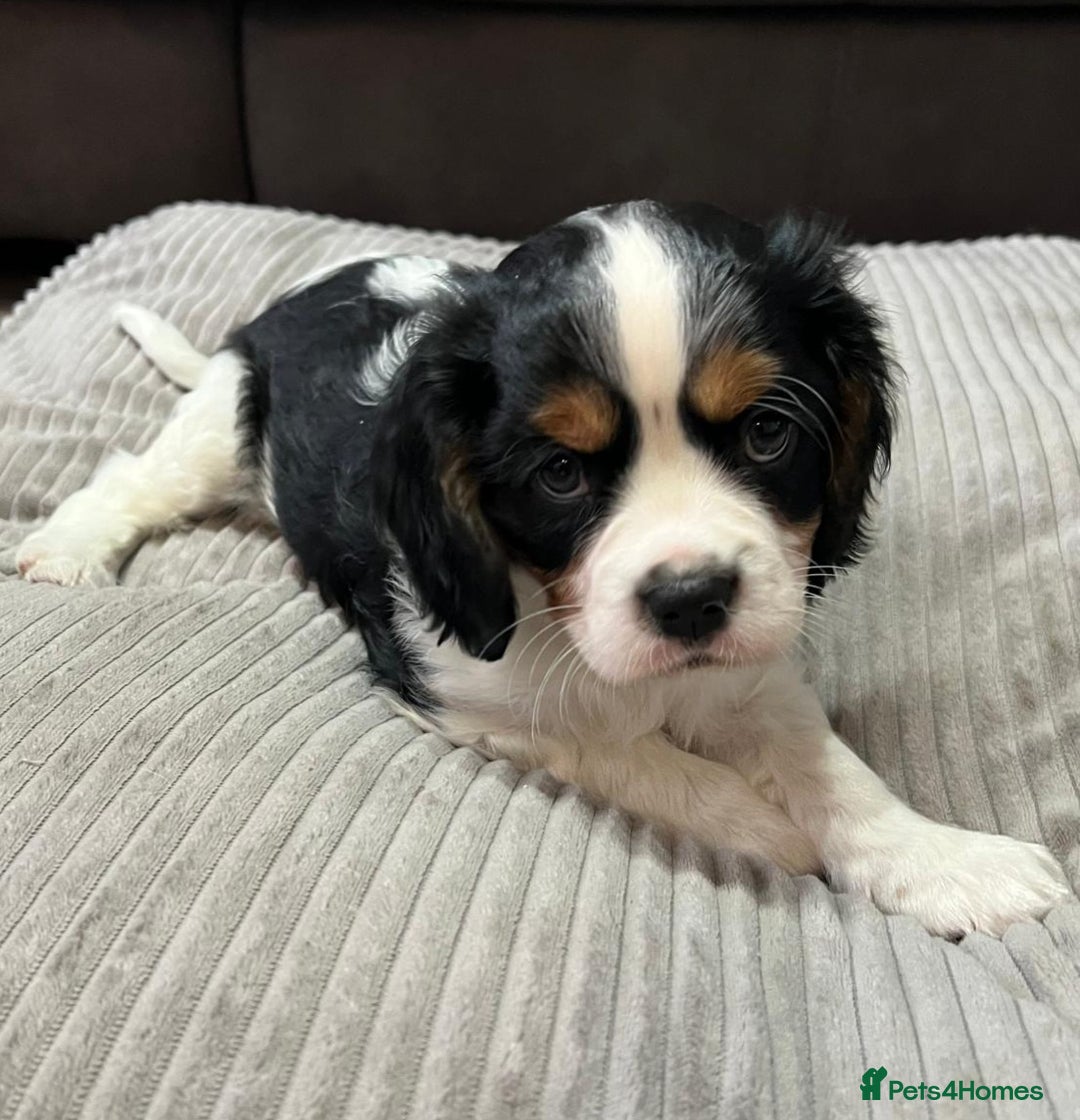 Cavalier King Charles Spaniel dogs for sale: Cavalier King Charles Spaniel - cuteness overload - Advert 3