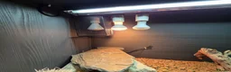 Bearded Dragon reptiles for sale: Bearded Dragon in Corby - Advert 4