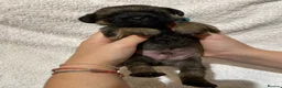 Border Terrier dogs for sale: BORDER TERRIERS PUPPIES - Advert 20