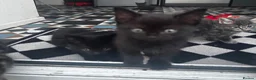 Mixed Breed cats for sale: 7 beautiful kittens available  - Advert 17