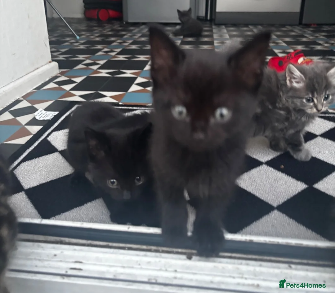 Mixed Breed cats for sale: 7 beautiful kittens available  - Advert 17