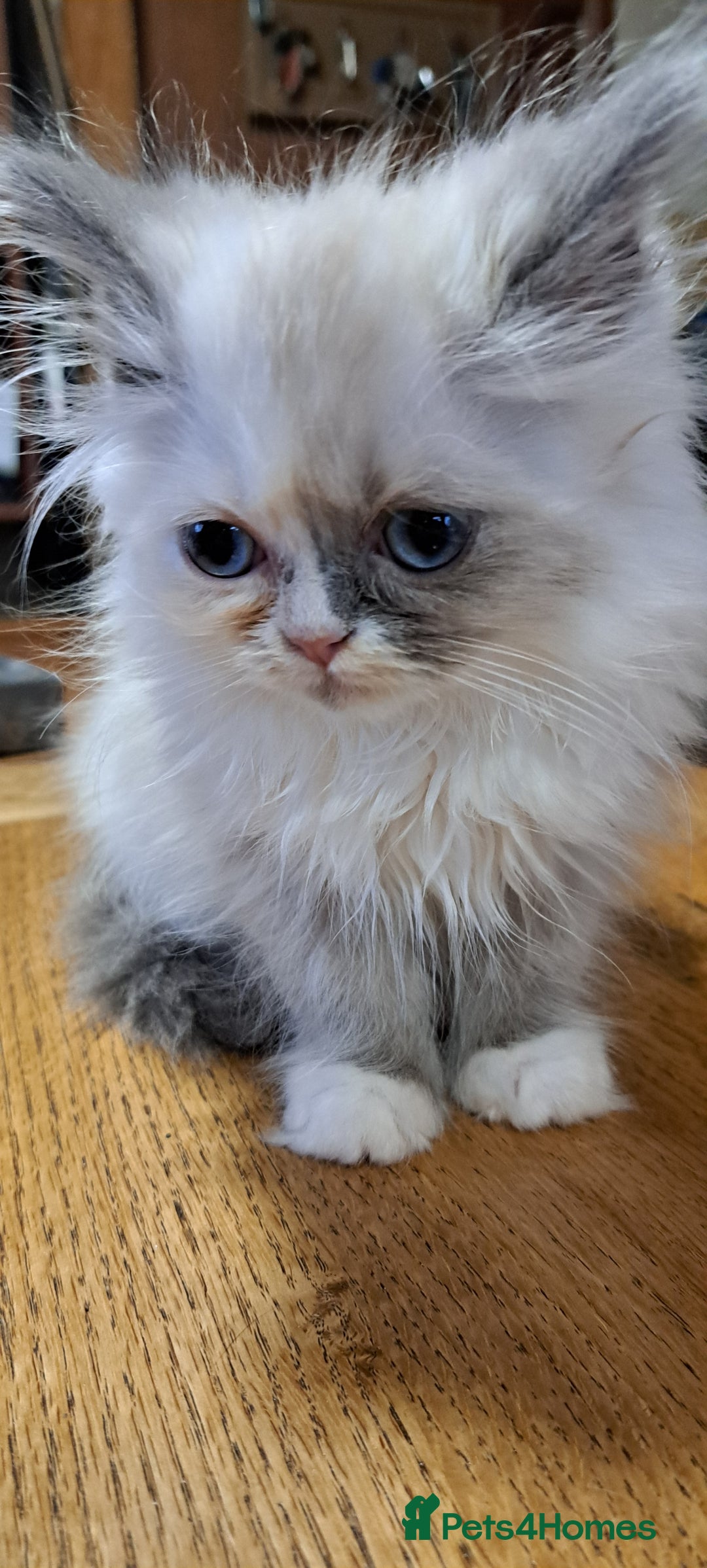 Ragdoll cats for sale: 2 ragdoll cross persian kittens - Advert 7