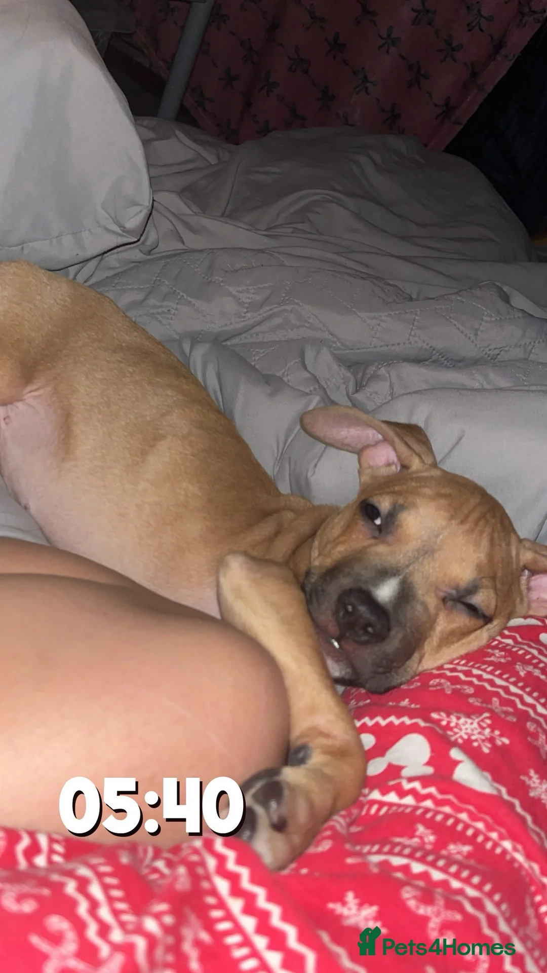 Mixed Breed dogs for sale: Puppy For sale Needs a Loving home - Advert 4