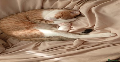 Scottish Fold cats - Advert 4
