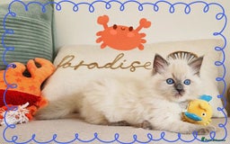 Ragdoll cats for sale: Top-Quality Pedigree Ragdoll Kittens - 3 AVAILABLE - Image 11