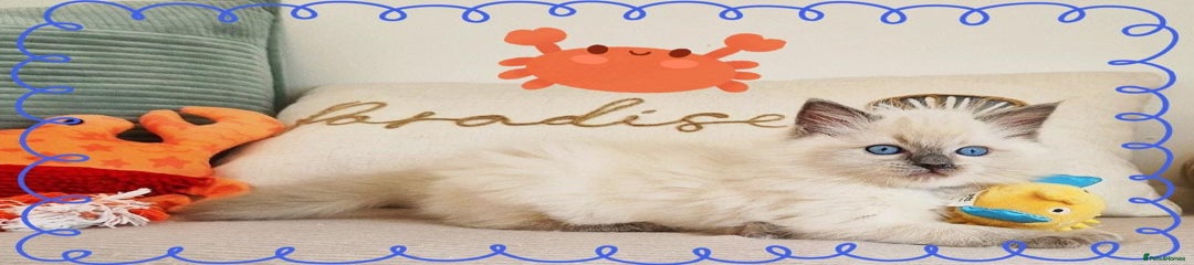 Ragdoll Kitten 1