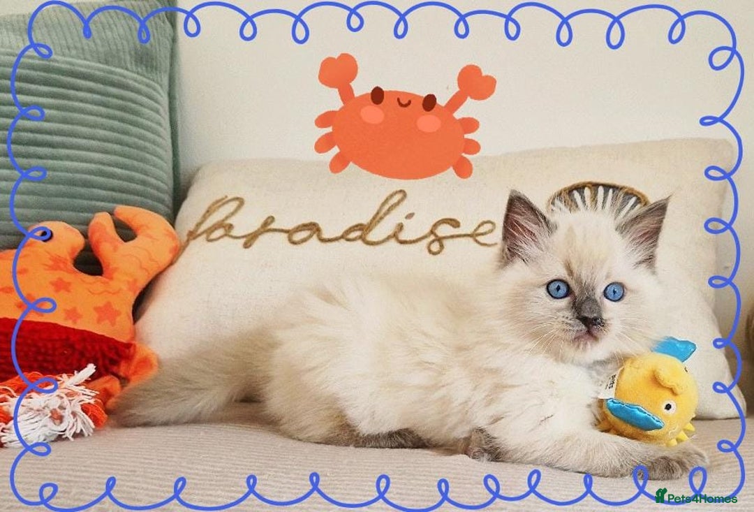 Ragdoll cats for sale: Top-Quality Pedigree Ragdoll Kittens - 3 AVAILABLE - Image 11