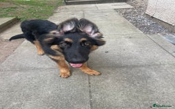 Mixed Breed dogs for sale: German Shepard/collie - Image 9