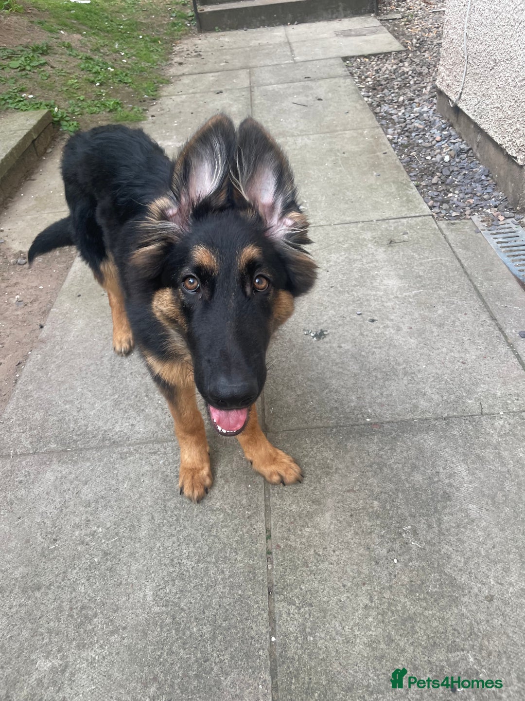 Mixed Breed dogs for sale: German Shepard/collie - Image 9