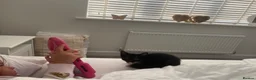 Domestic Shorthair cats for sale: Male cat - Called Socks NOT £50.00 can’t lower  in Grimsby - Advert 3
