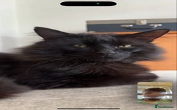 Norwegian Forest Cat cats for sale: Four Year old Norwegian Forest Cat For Sale - Image 9