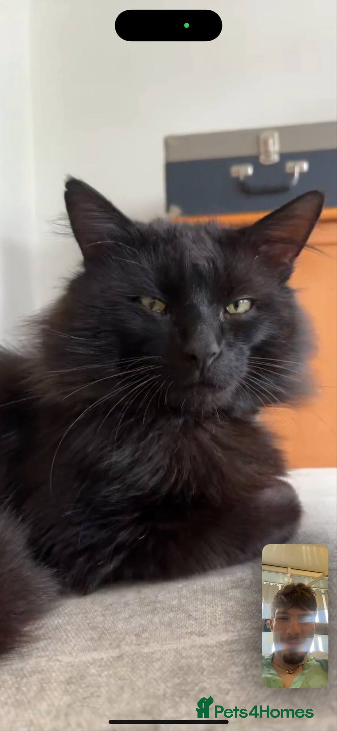 Norwegian Forest Cat cats for sale: Four Year old Norwegian Forest Cat For Sale - Image 9