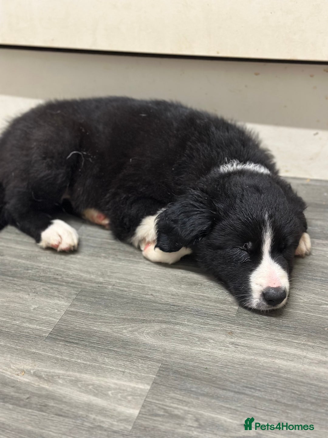 Mixed Breed dogs for sale: Collie x Whippet puppies  - Advert 4