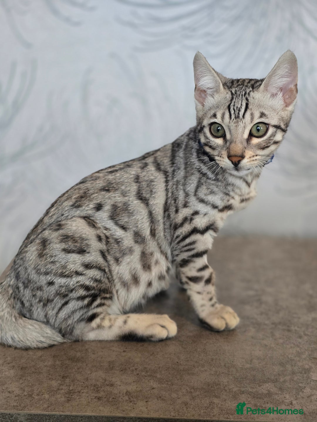 Bengal cats for sale:  Championship Bengal Kittens  - Advert 21