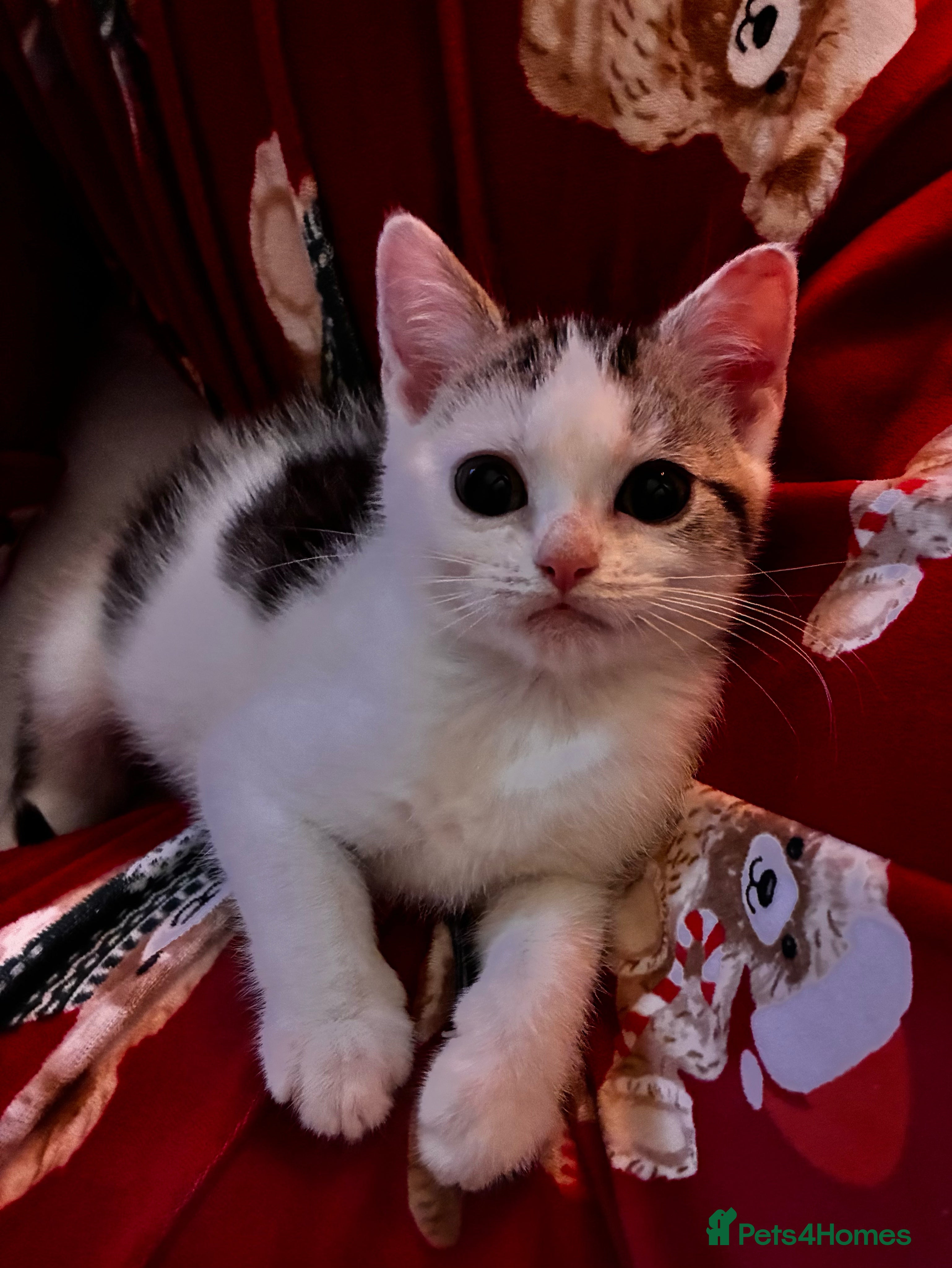 British Shorthair cats Last Sweet British Shorthair X Kitten - Advert 1