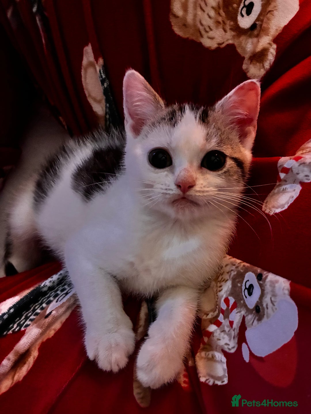 British Shorthair cats for sale: Last Sweet British Shorthair X Kitten - Advert 1