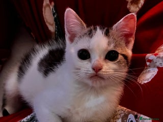 British Shorthair cats Last Sweet British Shorthair X Kitten - Advert 6