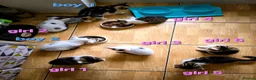 Mixed Breed cats for sale: 8 Adorable Kittens Looking for Their New Homes - Advert 20