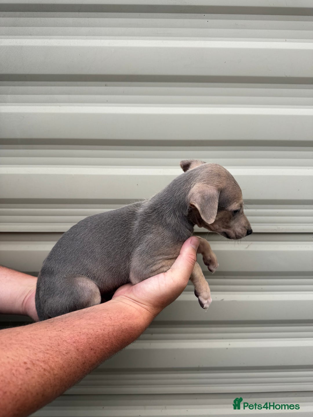 Mixed Breed dogs for sale: Beautiful puppies for sale!!!  - Image 4