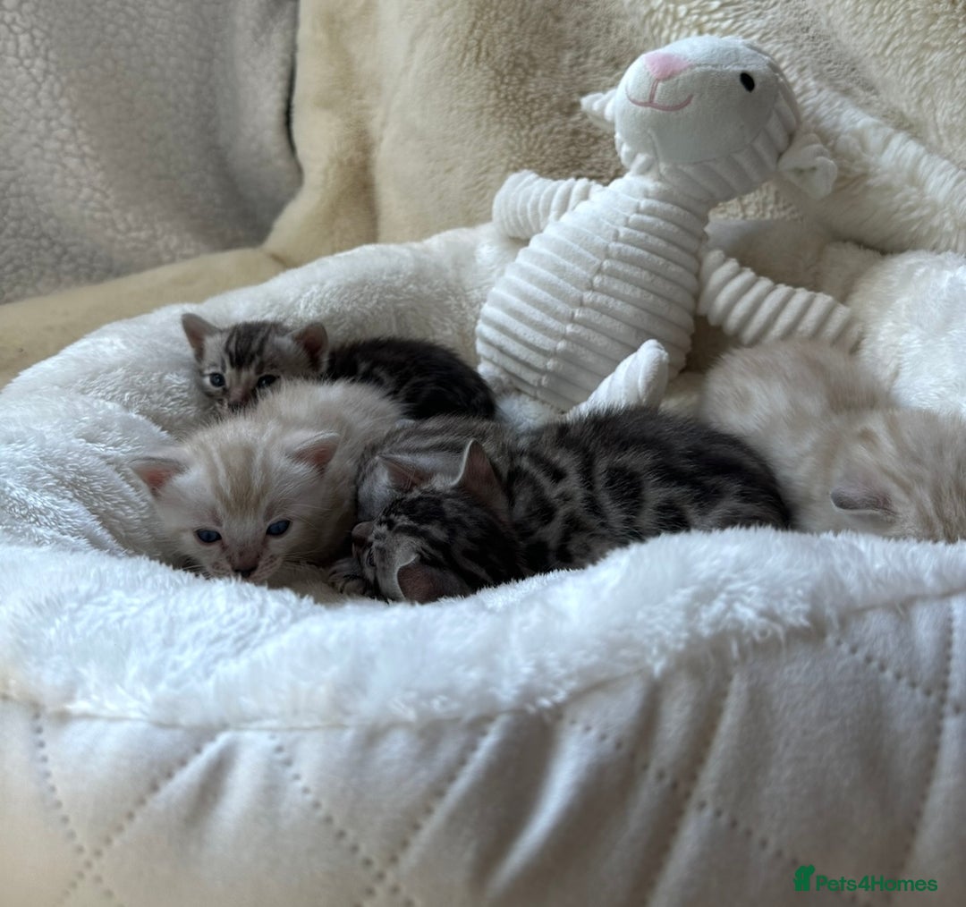 Bengal cats for sale: 💎💎💎 Luxury Bengal Kittens Available  - Image 18