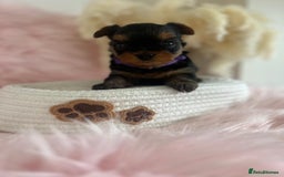 Yorkshire Terrier dogs for sale: 4 boys available  in London - Image 8
