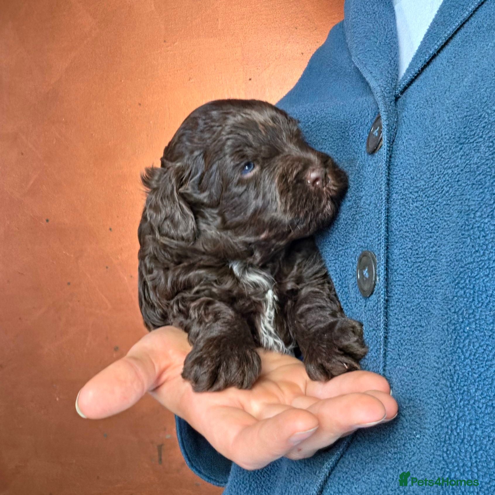 Shihpoo dogs Scrumptious Shihpoo Puppies for Sale - Advert 2