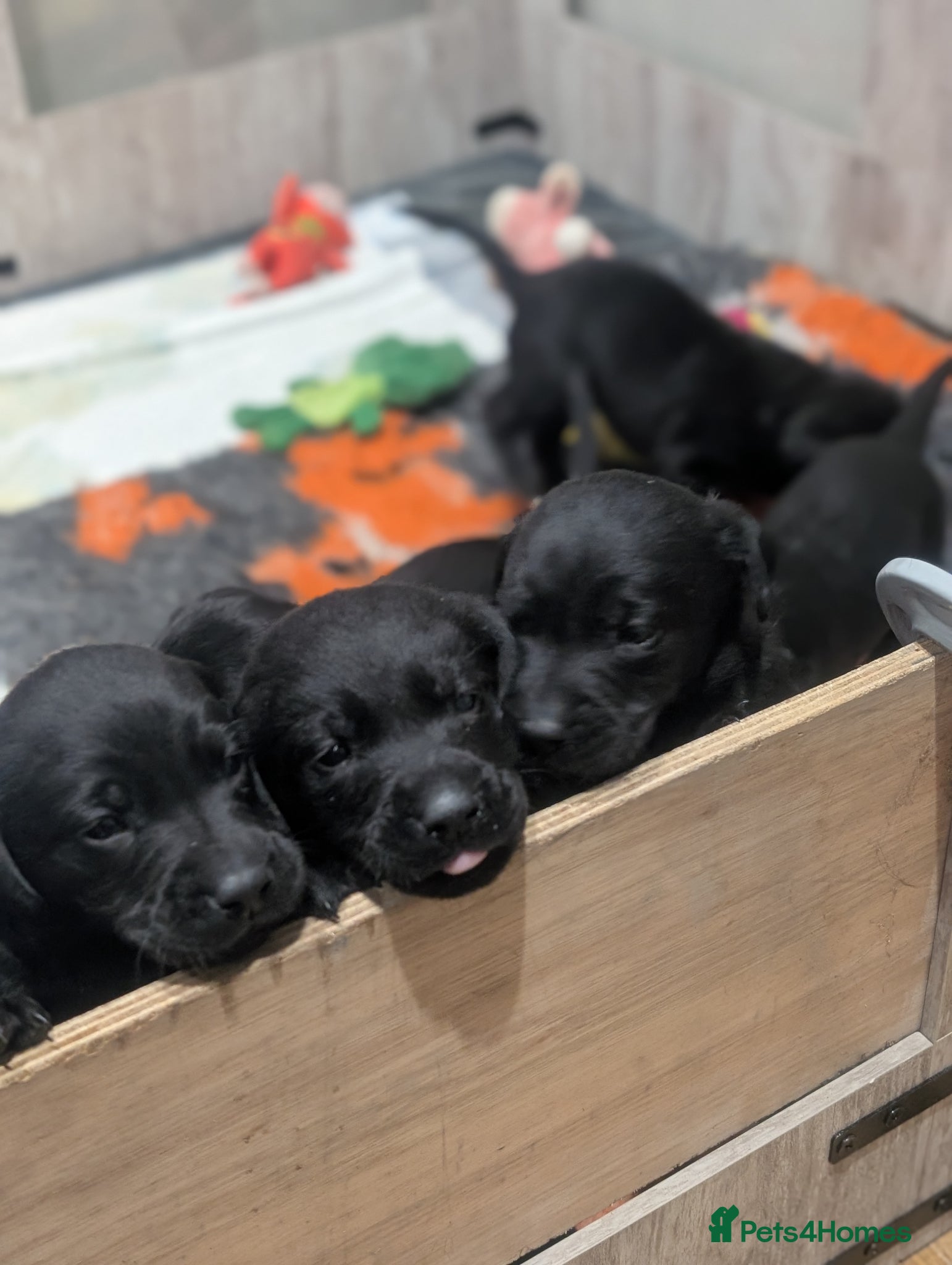 Labrador Retriever dogs Stunning KC Reg Black Labrador puppies - Advert 17