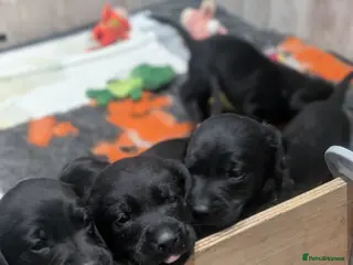 Labrador Retriever dogs Stunning KC Reg Black Labrador puppies - Advert 1