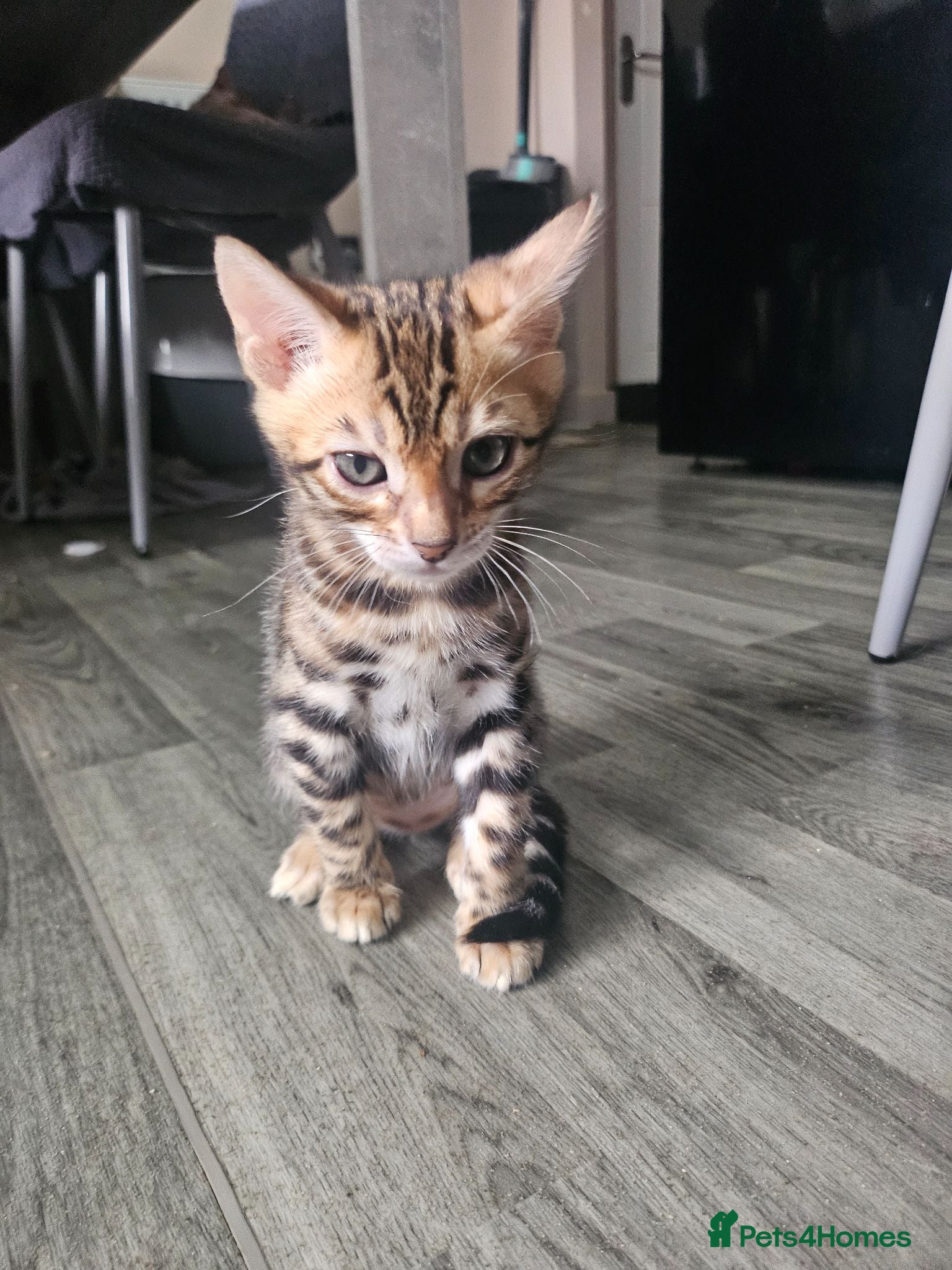 Bengal cats Stunning bengal kittens  - Advert 1