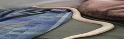 Snake reptiles for sale: Albino Hognose Snake with great temperement - Advert 1
