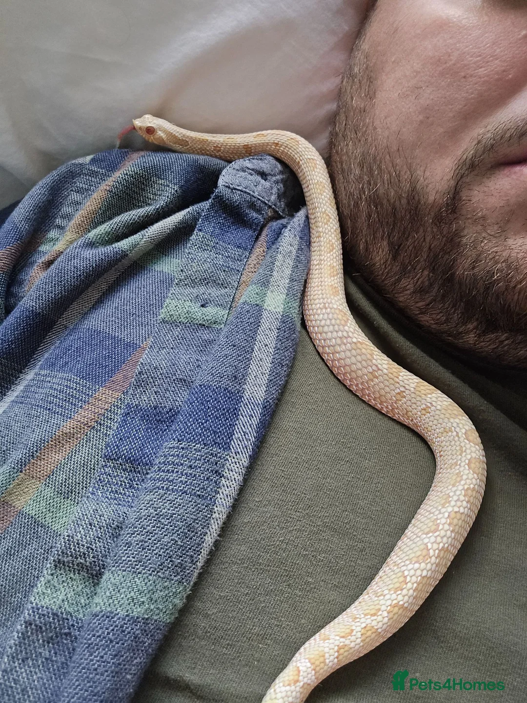 Snake reptiles for sale: Albino Hognose Snake with great temperement - Advert 1