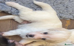 Mixed Breed dogs for sale: Gorgeous little Peekapoo’s - Image 13