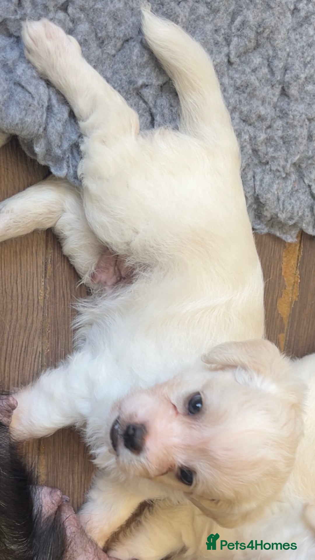 Mixed Breed dogs for sale: Gorgeous little Peekapoo’s - Image 13