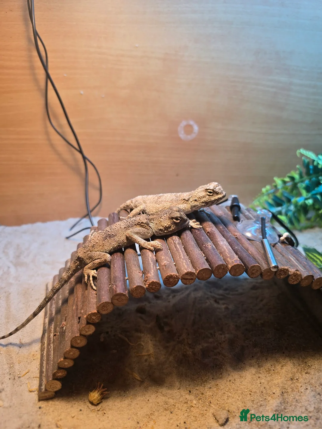 Lizard reptiles for sale: pair of desert agamas - Advert 2