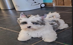 Yorkshire Terrier dogs for sale: ALL PUPPIES NOW RESERVED 😍  - Image 6