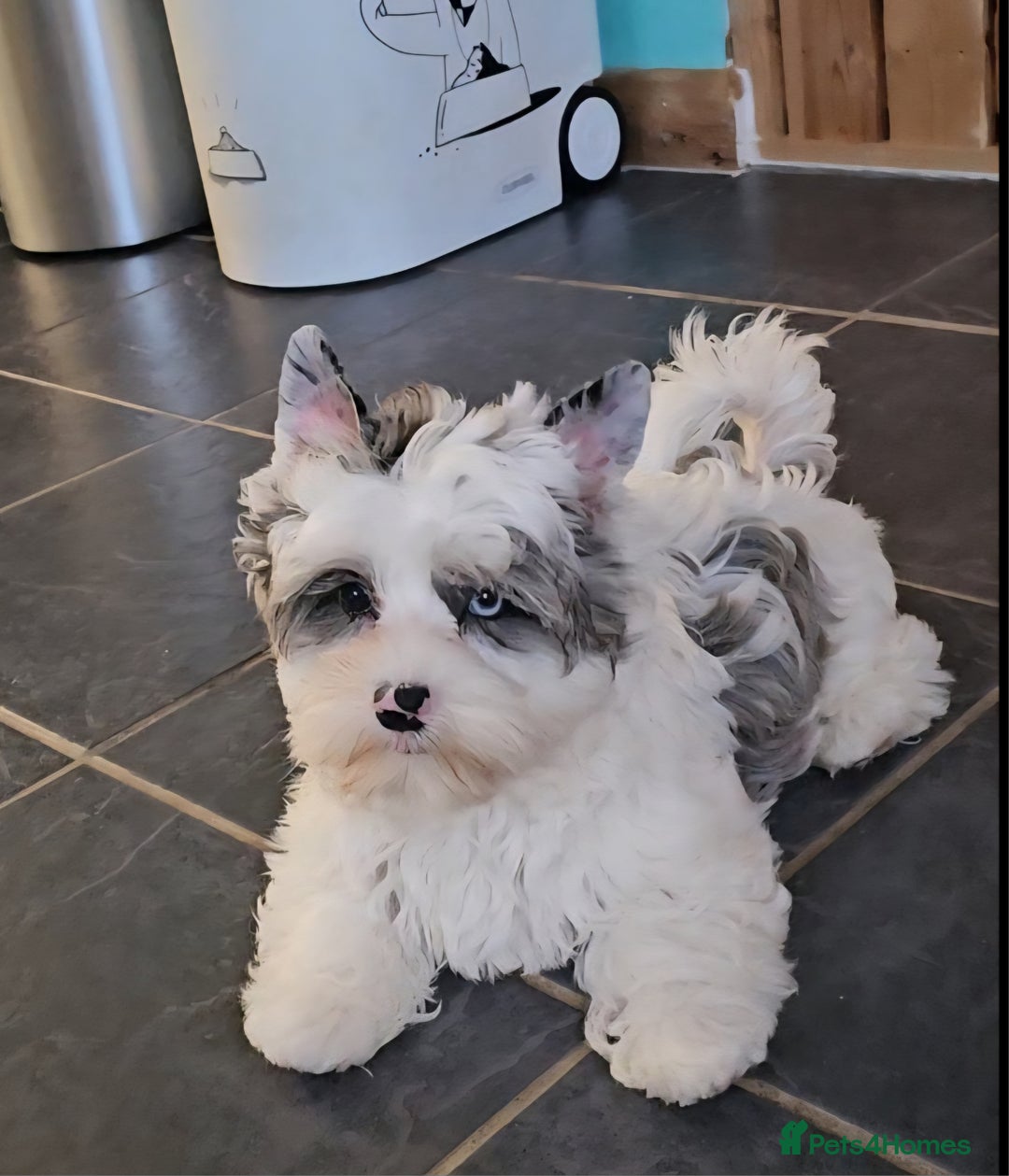 Yorkshire Terrier dogs for sale: ALL PUPPIES NOW RESERVED 😍  - Image 6