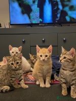 Mixed Breed cats - Advert 6