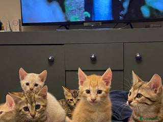 Mixed Breed cats 2 GORGEOUS BENGALS LEFT!! READY TO LEAVE - Advert 16