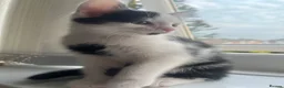 Domestic Shorthair cats for sale: Gorgeous kittens needing homes <3  - Advert 7
