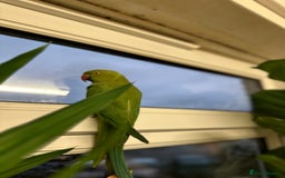 Ringnecks birds for sale: Green lovley parrot  - Image 2